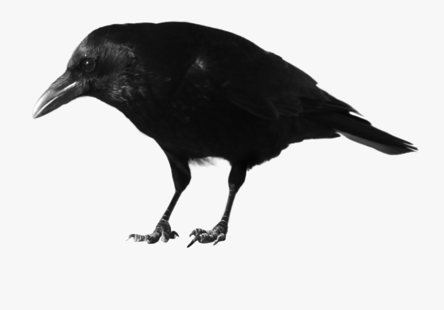 Crow Png Hd Clipart , Png Download - Crow Transparent Background, Transparent Clipart