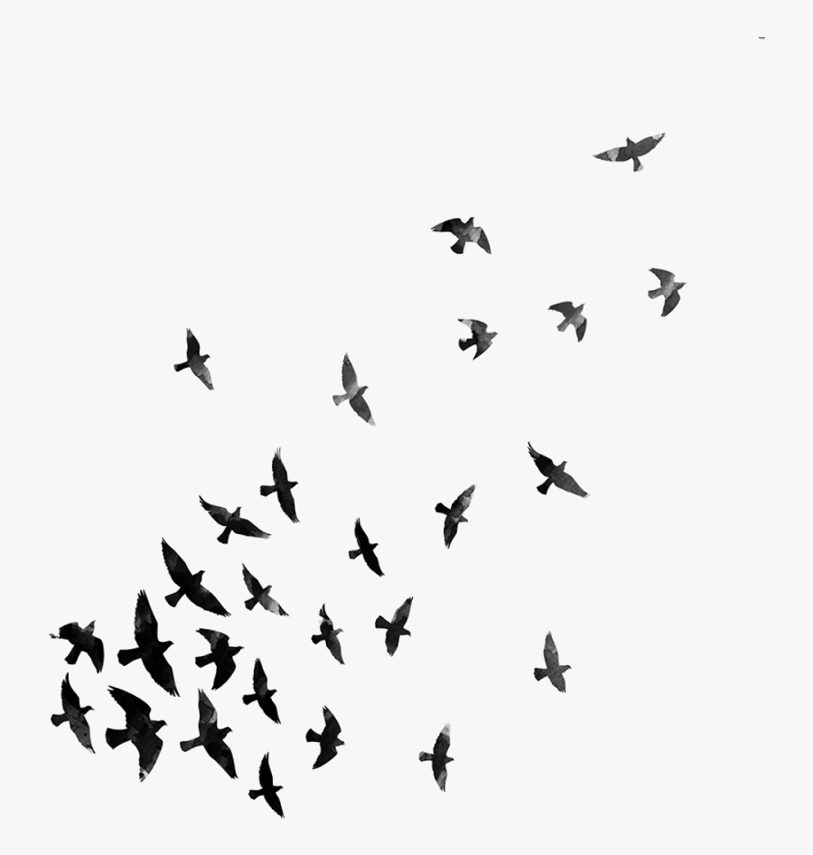 Download Flying Crows Transparent Clipart , Png Download - Png Effects For Picsart, Transparent Clipart