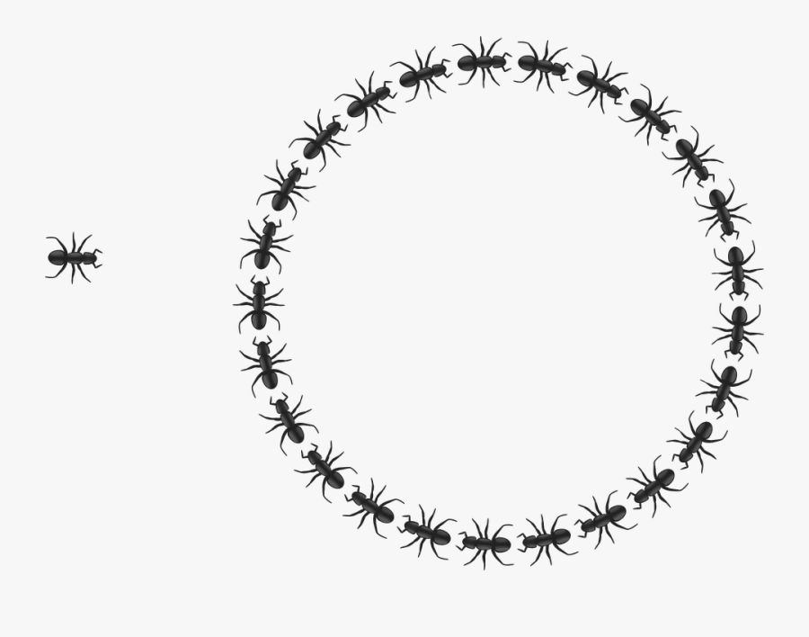 Ants, Insects, Organized, Circle, Teamwork - Two Things Can Destroy Any Relationship, Transparent Clipart
