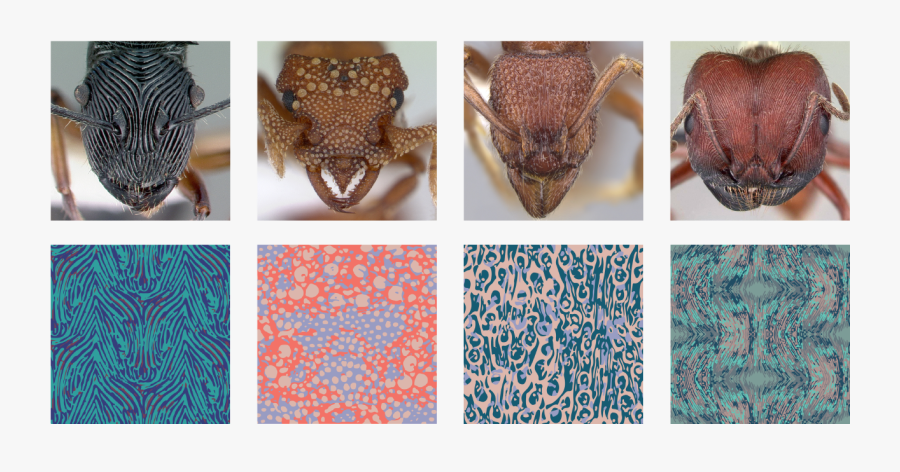 Cover Photo - Insect, Transparent Clipart