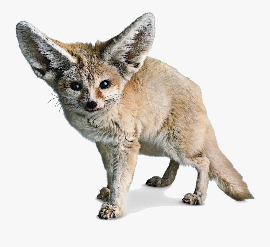 Fennec Fox Png Photos - Fennec Fox White Background, Transparent Clipart