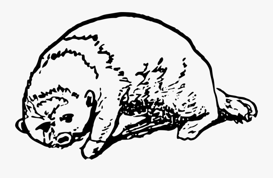 Animals, Lake, Life, Nature, Otter, Wales, Wildlife - Otter, Transparent Clipart