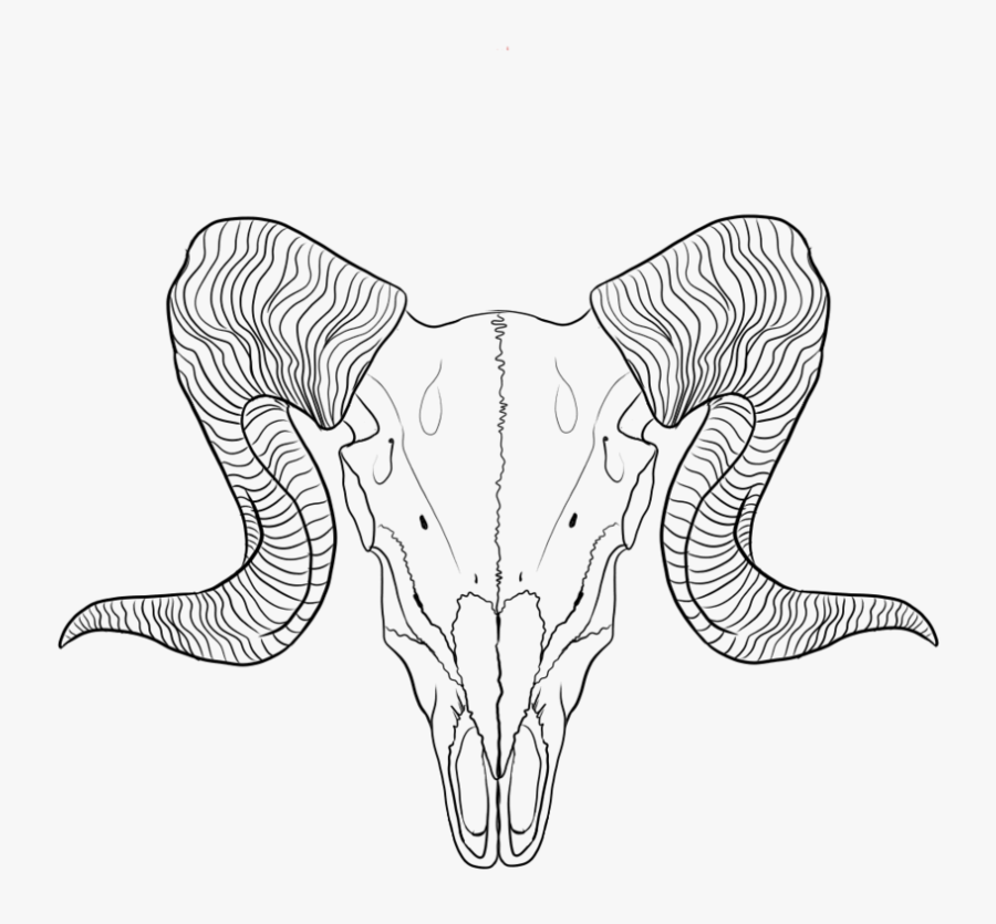Collection Of Free Drawing Skull Download On - Ram Skull Line Drawing, Transparent Clipart