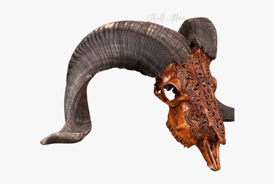 Transparent Transparent Skull Png - Ram Skull Png, Transparent Clipart