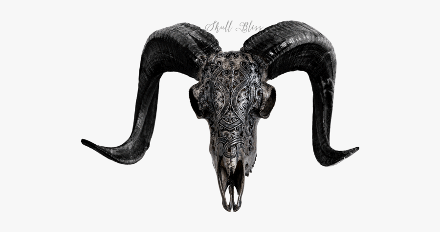 Carved Ram Skull - Horn, Transparent Clipart