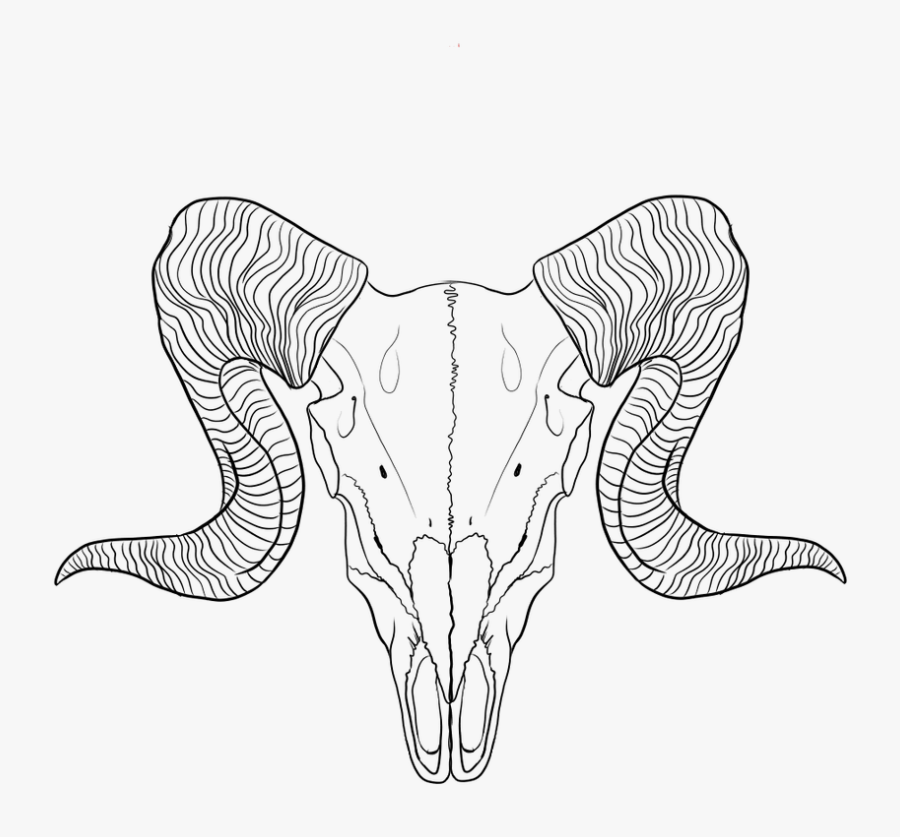 Cute Skeleton Lineart - Ram Skull Line Drawing, Transparent Clipart