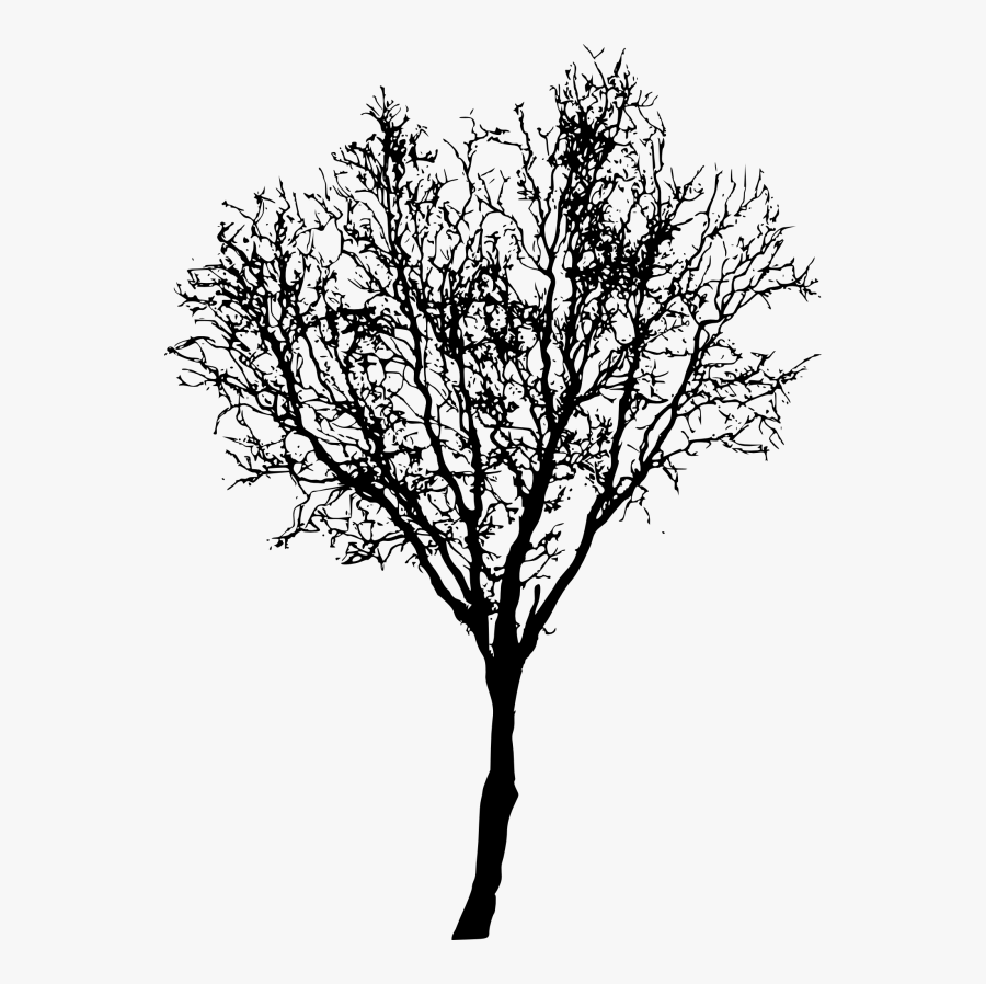 Bud Wood Twig Twig Transparent Background Png Clipart - Leafless Tree Png, Transparent Clipart