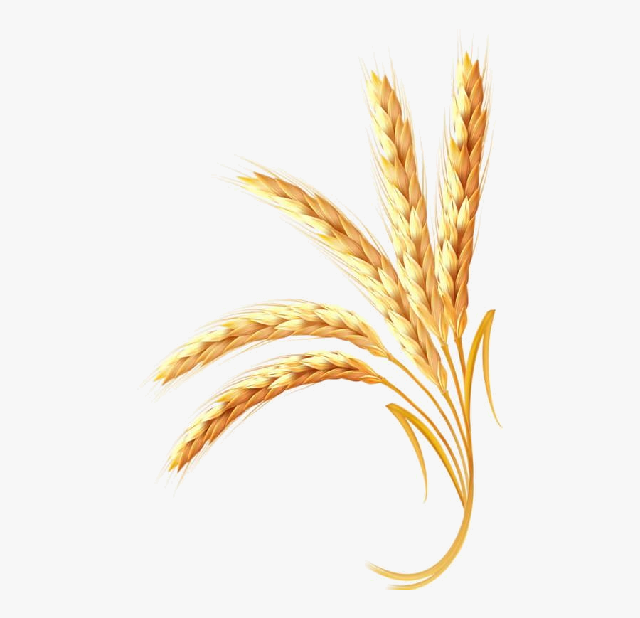 Wheat Golden Clipart Free Transparent Png - Illustrator Wheat Vector Clipart, Transparent Clipart