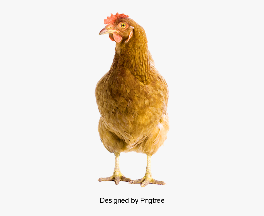 Hen Png - Chick Png, Transparent Clipart