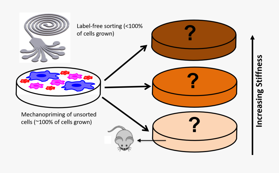 Six Degrees Of Separation, Transparent Clipart