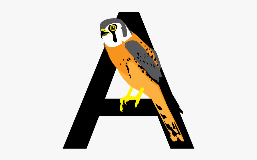 Hummingbird Clipart Xantus - Illustration, Transparent Clipart