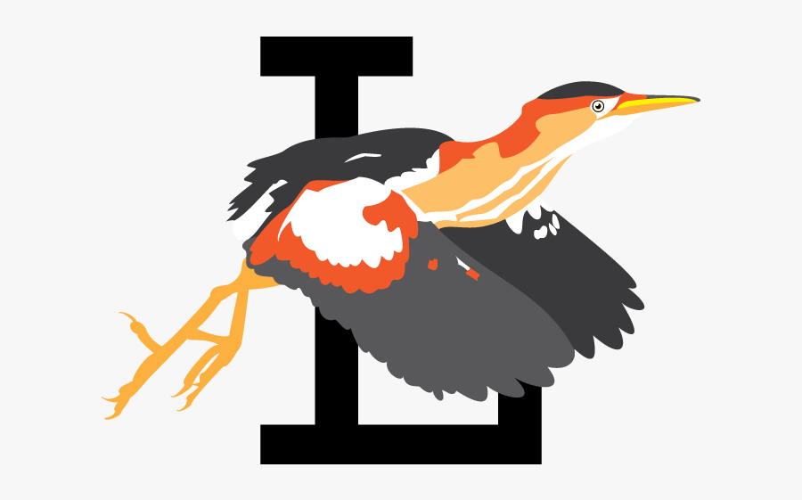 Bird Type Coloveration Least - Woodpecker, Transparent Clipart