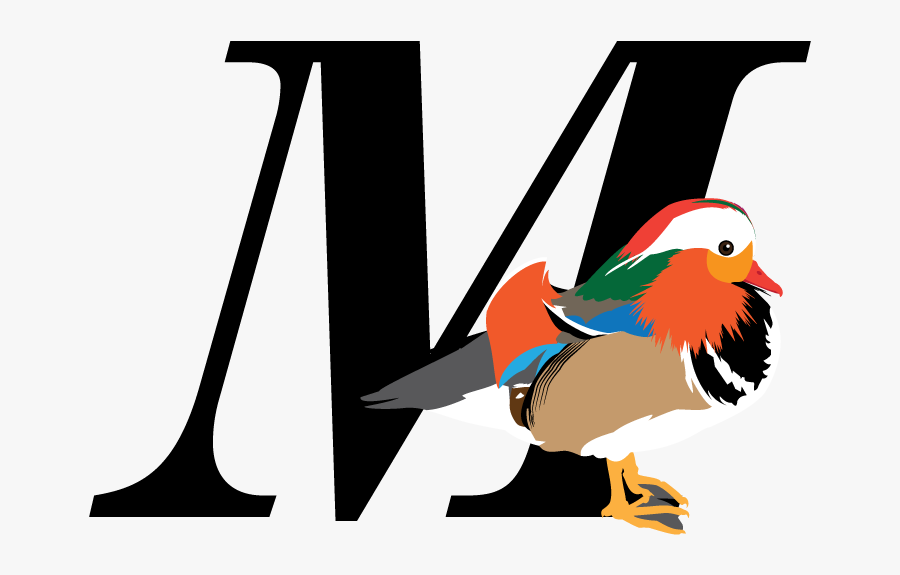 Hummingbird Clipart Xantus, Transparent Clipart