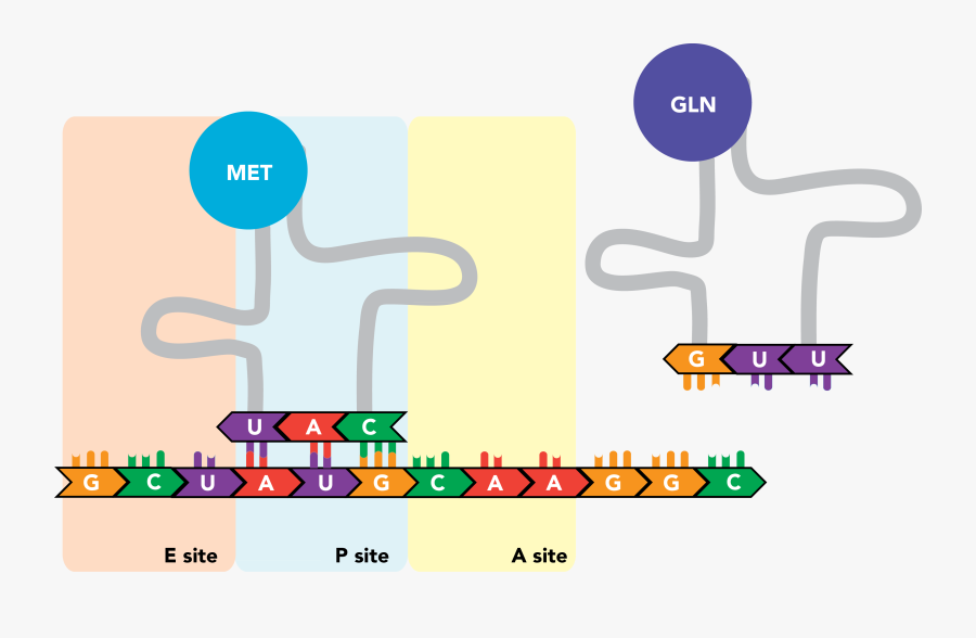 Backbones Of The Dna Double Helix Backbone S Molecules , Free