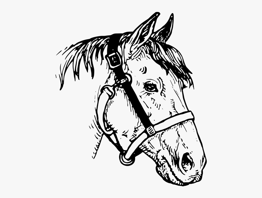 Horse"s Head Image - Line Drawing Horses Head, Transparent Clipart