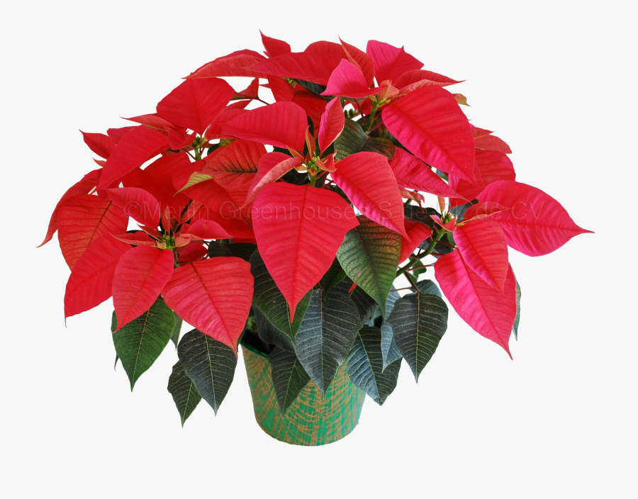 Clip Art Noche Buena Plant - Poinsettia, Transparent Clipart
