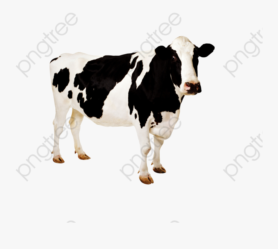 Dairy Cow Clipart - Animales De Granja Flashcard Reales, Transparent Clipart