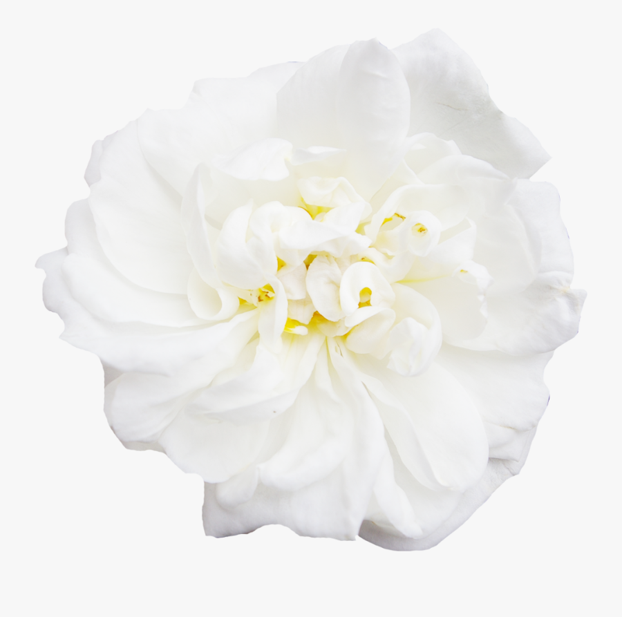White Flower Peony - Japanese Camellia, Transparent Clipart
