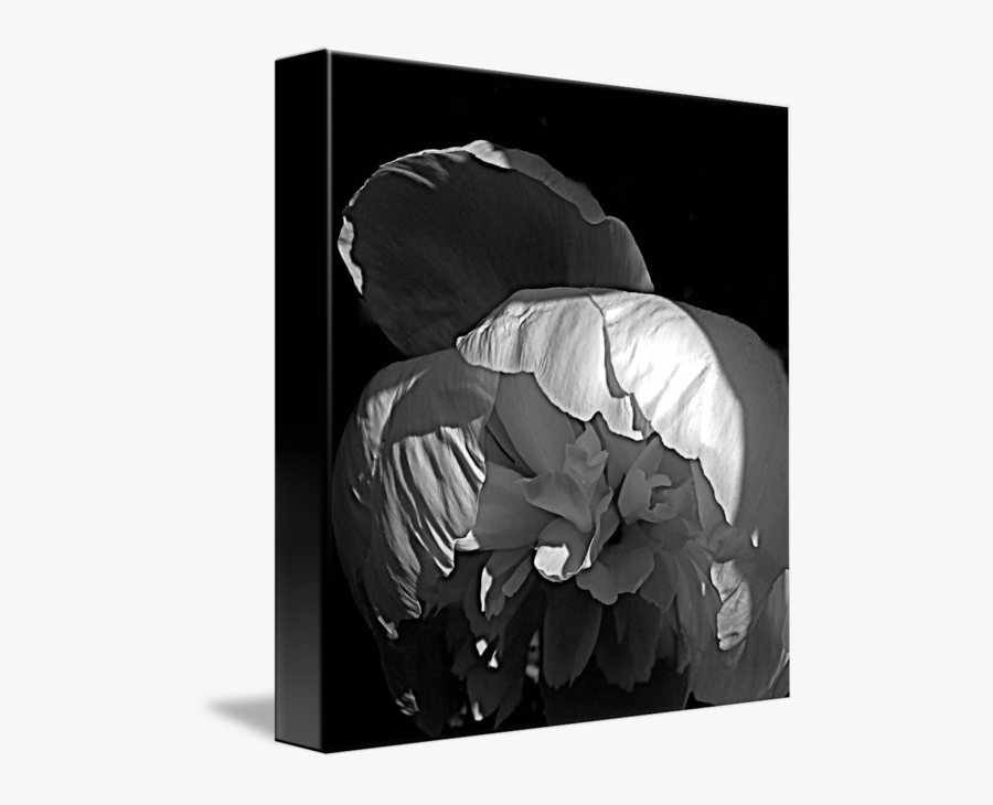 By Meagan Johnson - Floral Design, Transparent Clipart