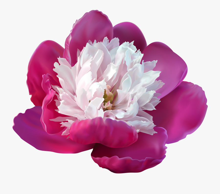 Transparent Png Clip Art Transparent Background - Peony Transparent, Transparent Clipart