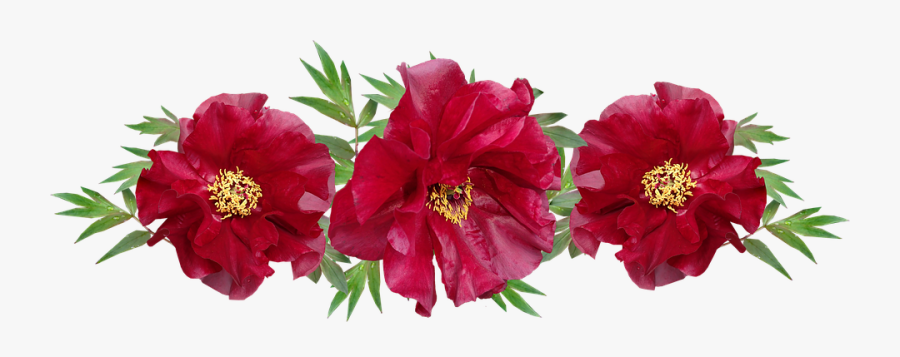 Transparent Peony Clipart Black And White - ดอกไม้ สี แดง Png, Transparent Clipart
