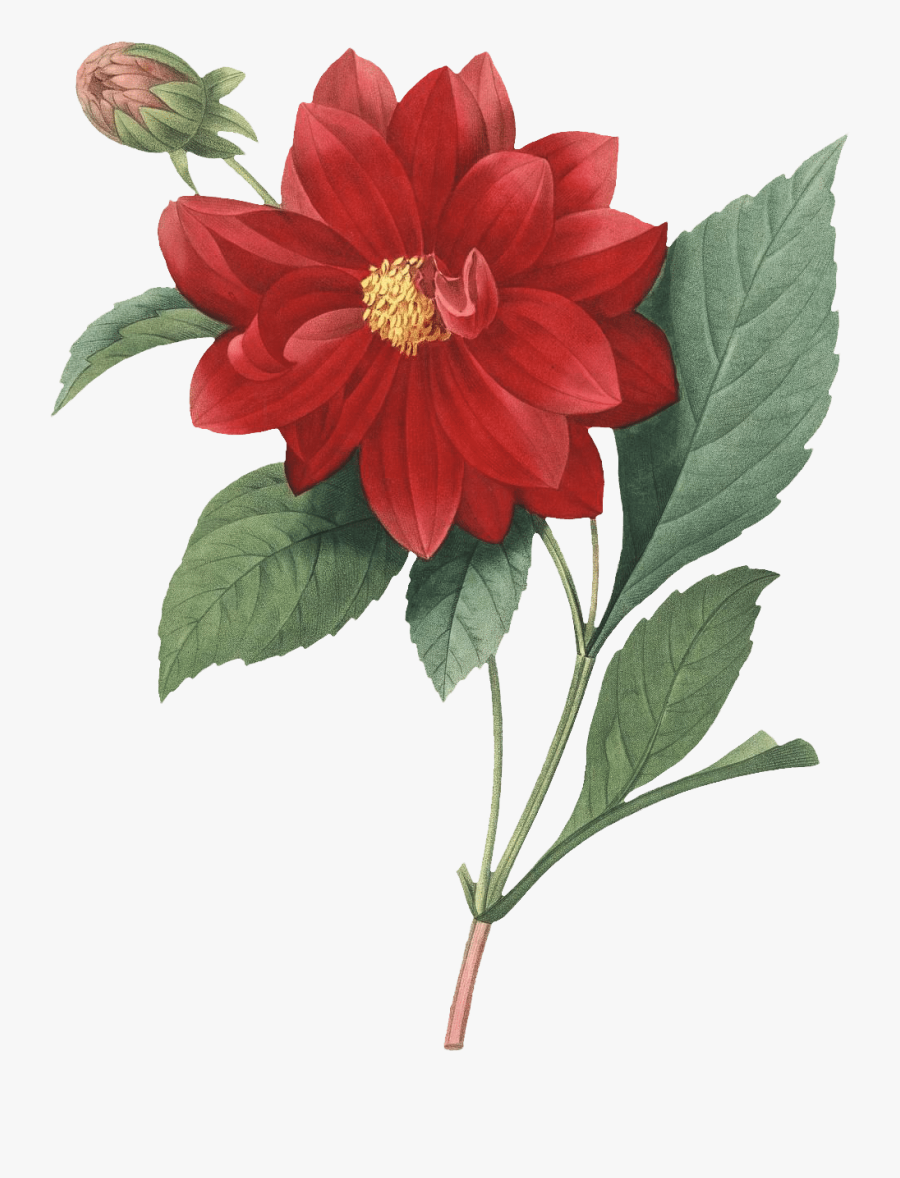 Home The Garden Trough - Botanical Flower Drawing Png, Transparent Clipart