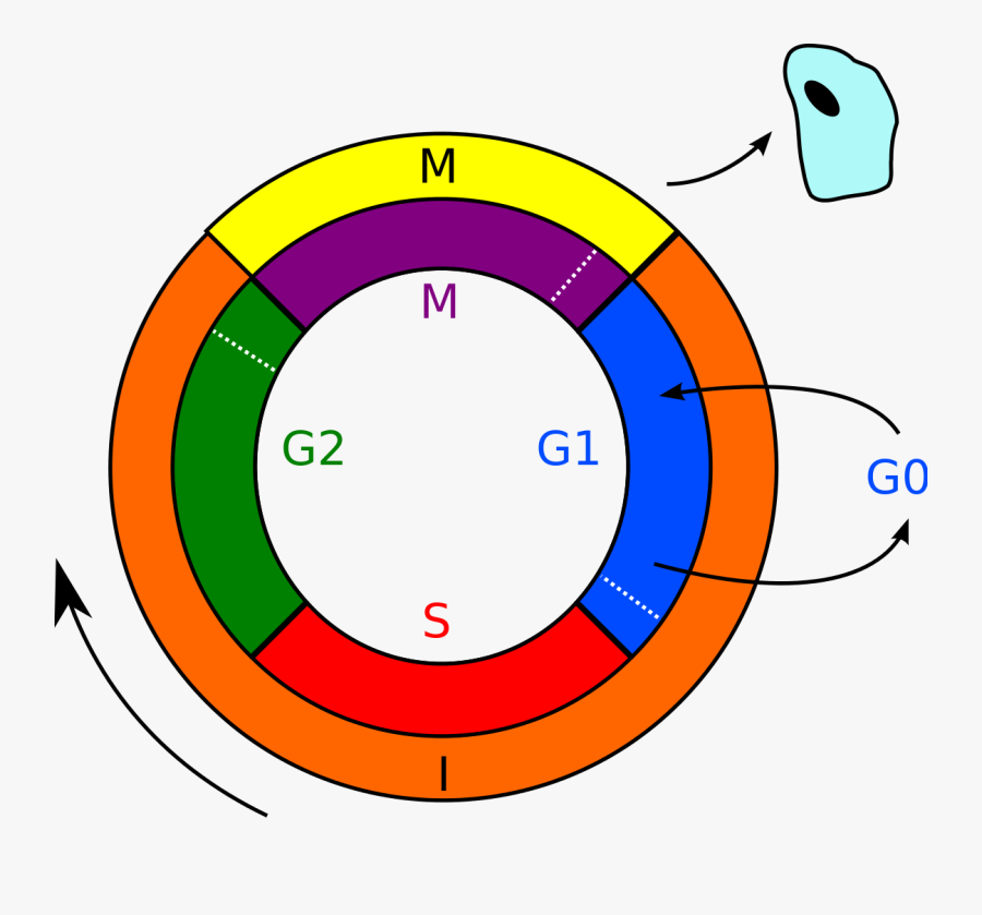Zellzyklus G0 Phase , Free Transparent Clipart ClipartKey