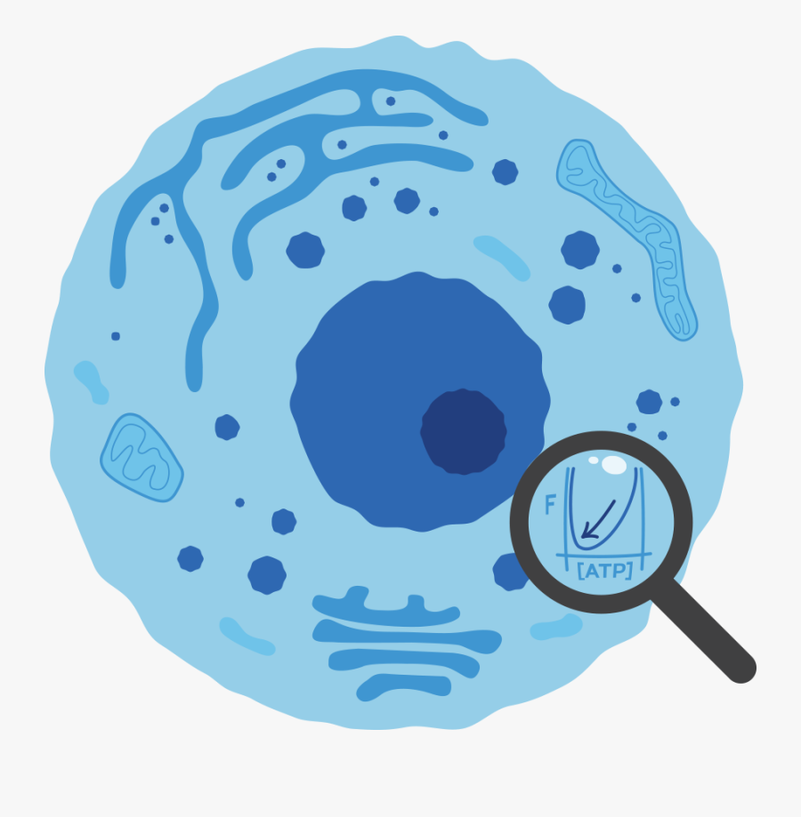 Cell Cycle - Png Cell, Transparent Clipart
