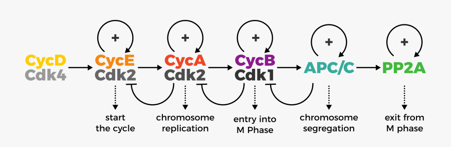 Control Of Human Cell Cycle, Transparent Clipart
