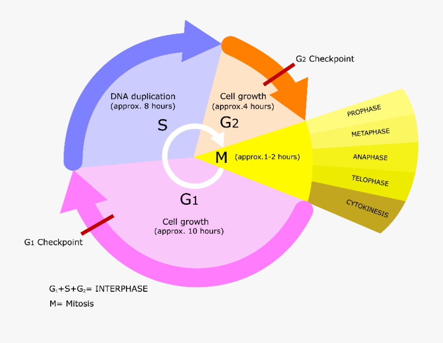 Cell Cycle In Correct Sequence, Transparent Clipart