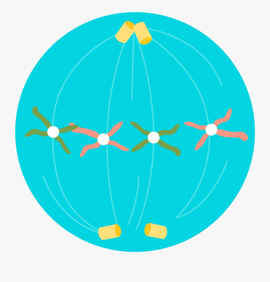 Meiosis, Transparent Clipart