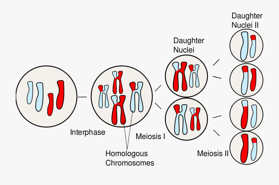 Homologous Pair In Meiosis, Transparent Clipart