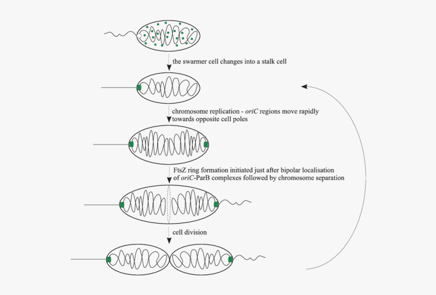 Crescentus Chromosome Organization During The Cell - Circle, Transparent Clipart