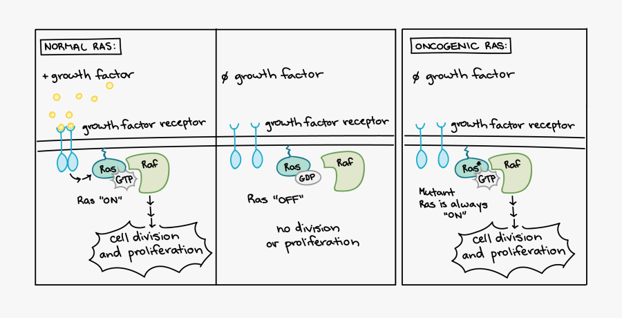 Ras And Cell Cycle, Transparent Clipart