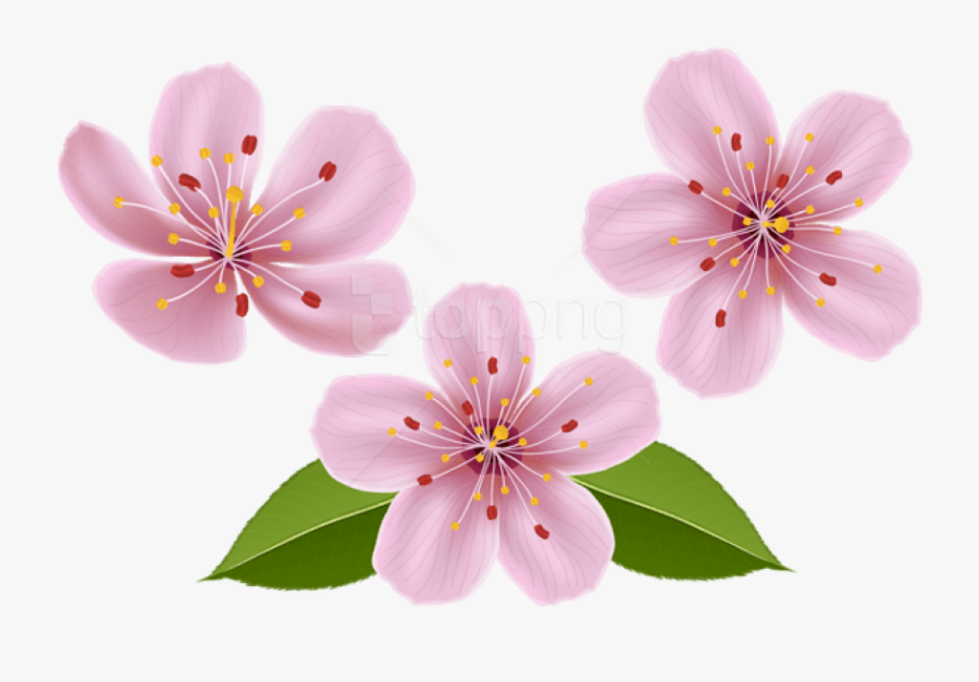 Free Png Download Spring Flowers Png Images Background - Transparent Background Spring Flower Png, Transparent Clipart