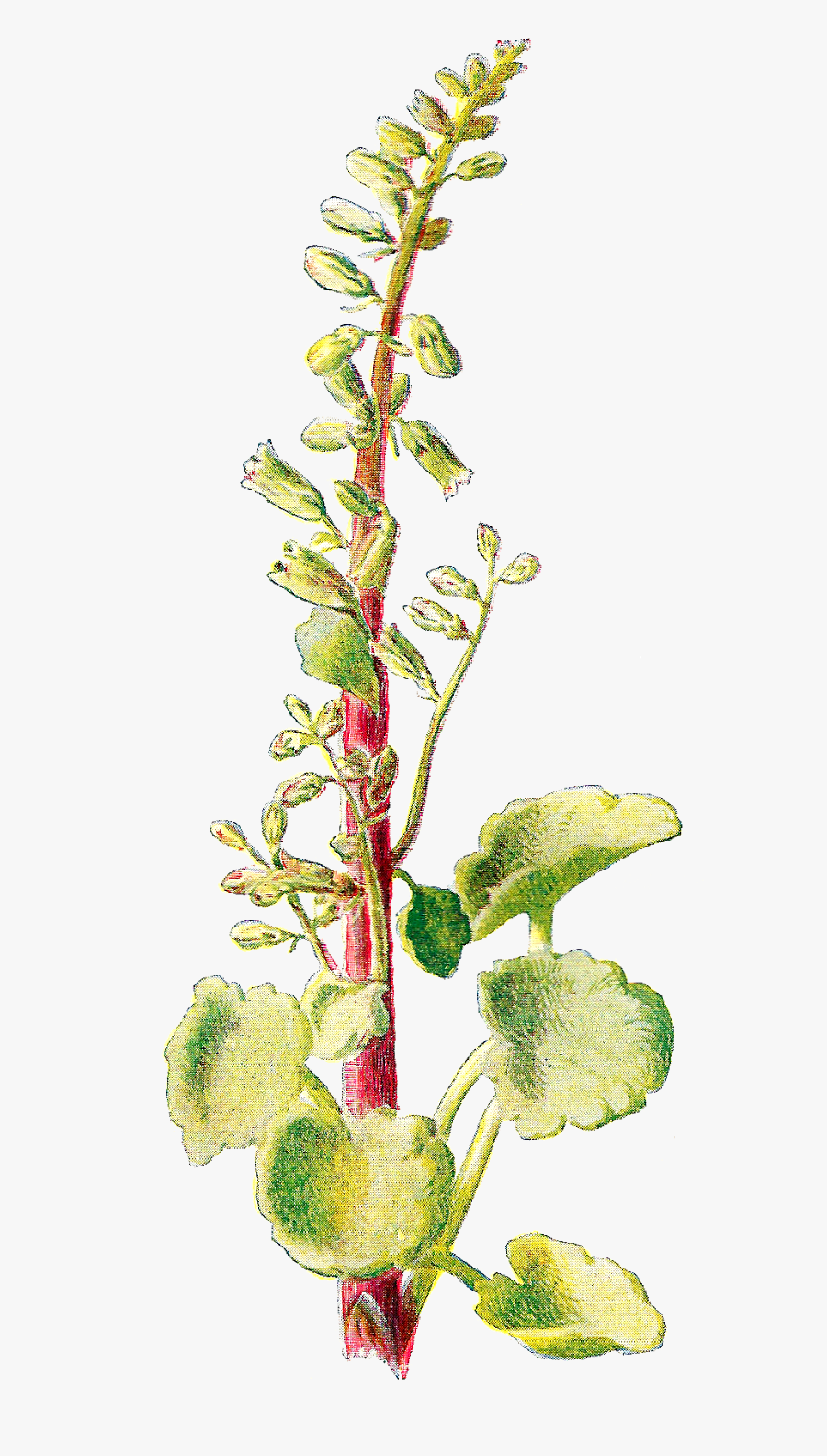 Clip Art, Transparent Clipart