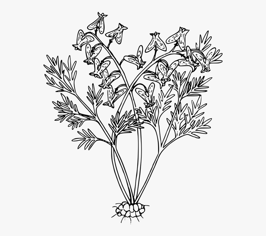 Flower, Plant, Wild, Wildflower - Line Drawing Of Plants, Transparent Clipart