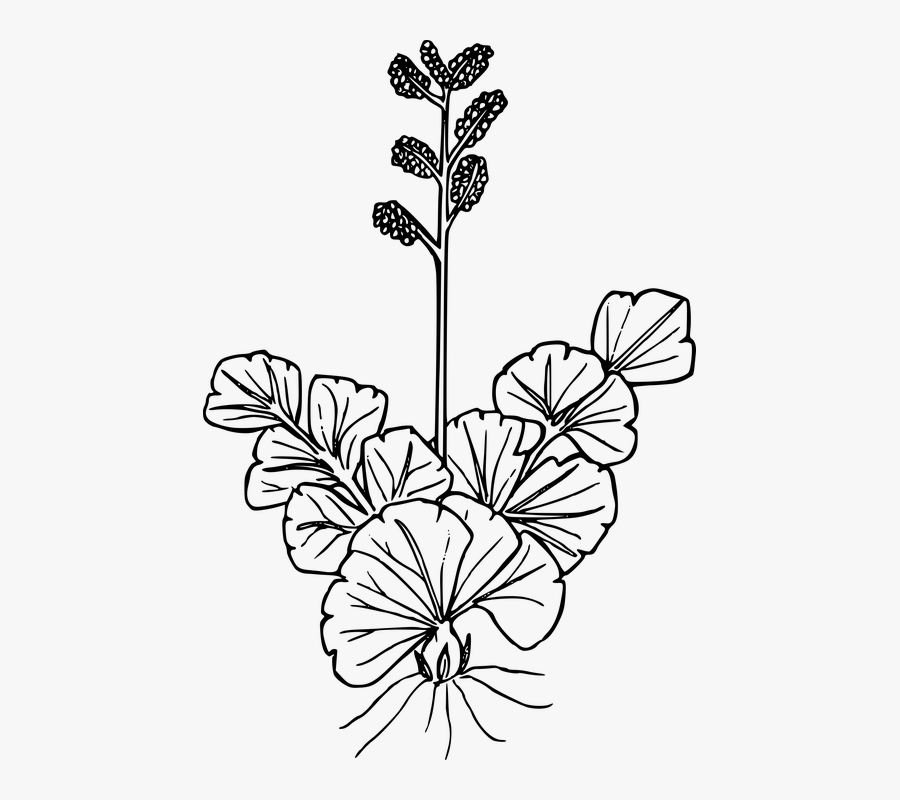 Flower, Plant, Wild, Wildflower - Drawing, Transparent Clipart