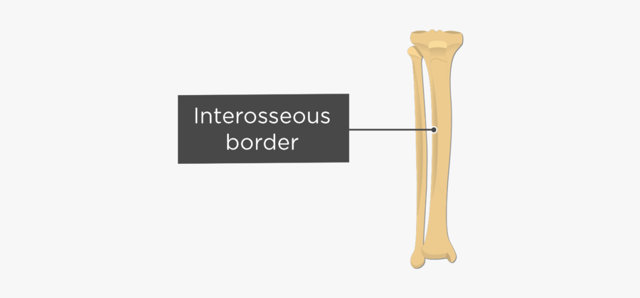 Bone Border Png - Column, Transparent Clipart