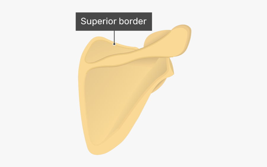 Posterior Scapula With Labeled Superior Border - Scapula Bone Superior Border, Transparent Clipart