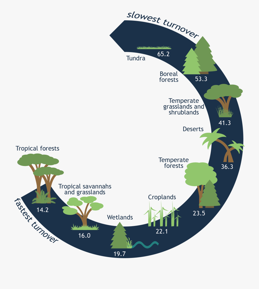 In Order Of Fastest Turnover Times To Slowest Turnover - Illustration, Transparent Clipart