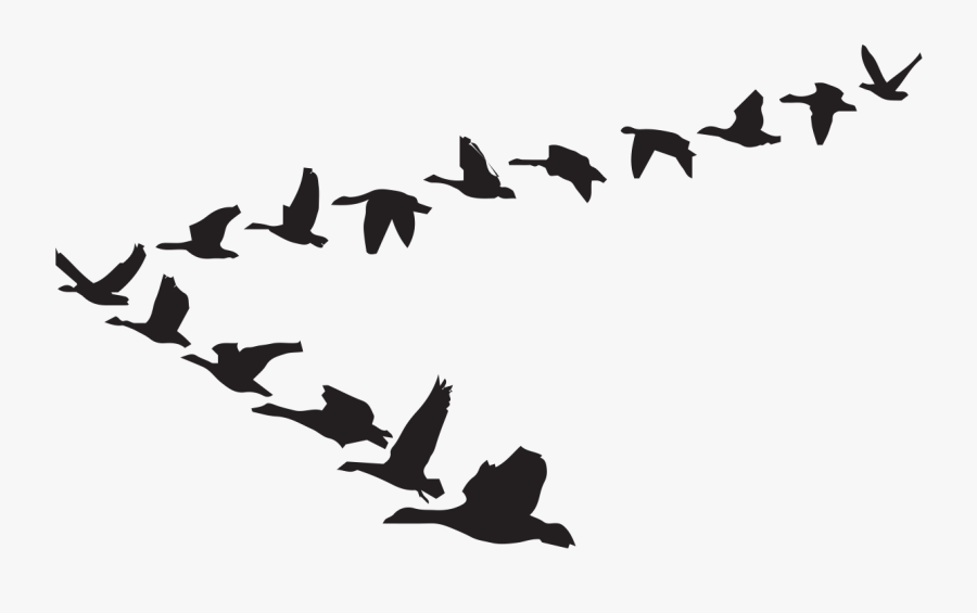 Goose Clip Art Bird Flight Vector Graphics - Kaname Akamatsu Flying Geese Model, Transparent Clipart