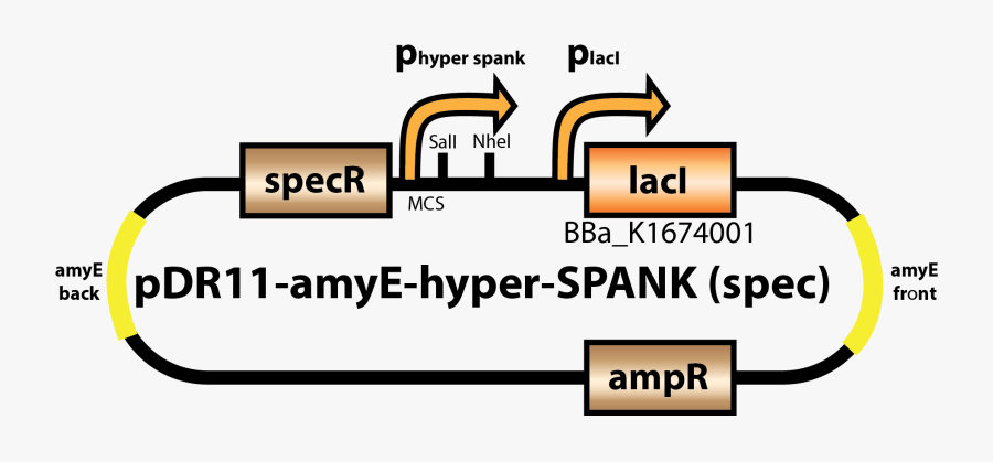 Diagram, Transparent Clipart