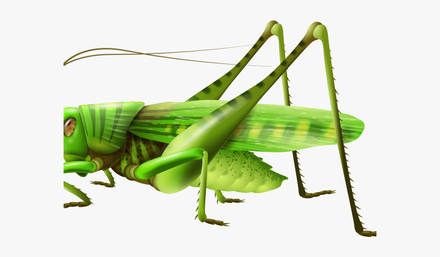 Free Download Clip Art - Transparent Grasshopper Clipart, Transparent Clipart