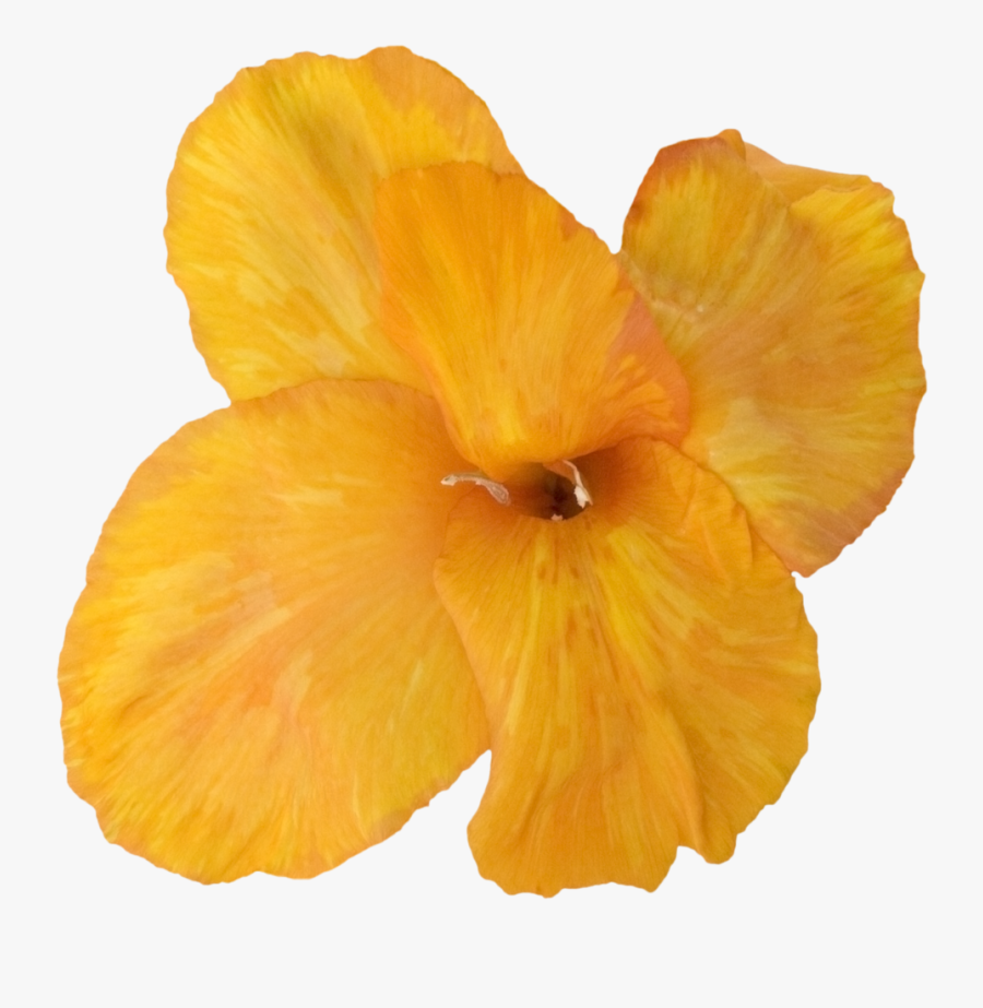Transparent Gladiolus Png - Hawaiian Hibiscus, Transparent Clipart