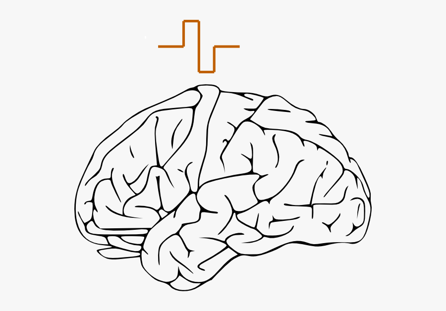 Brain Clipart Clear Background, Transparent Clipart