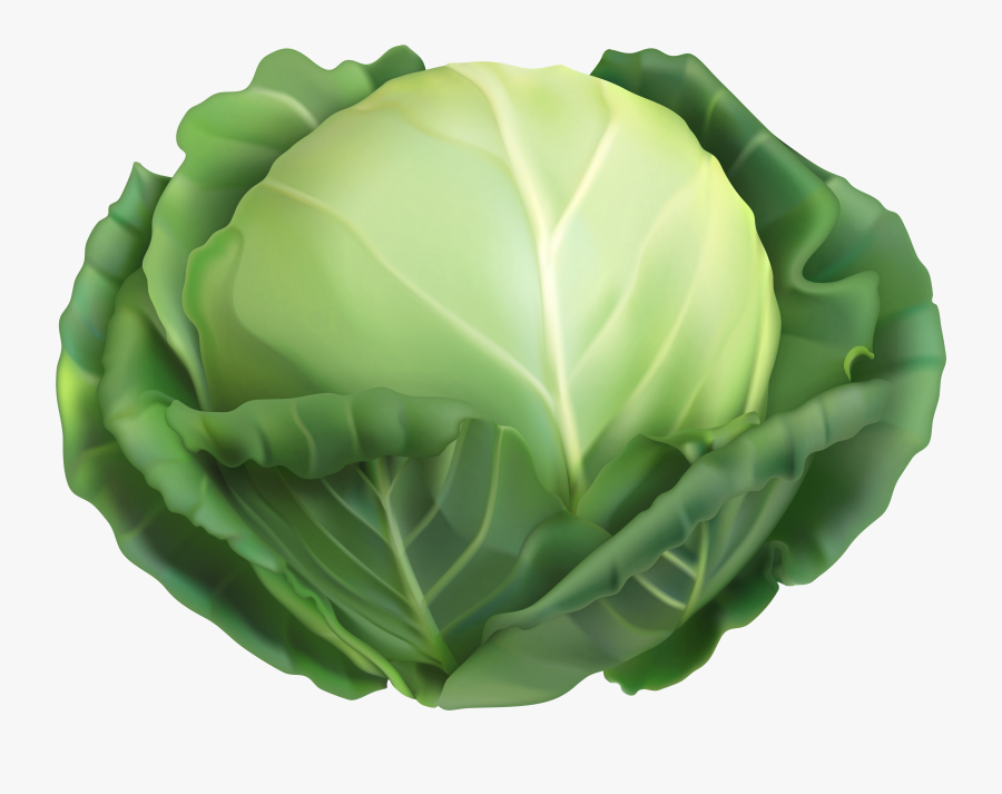 Clip Art Clip Art Image Gallery - Cabbage Clipart, Transparent Clipart