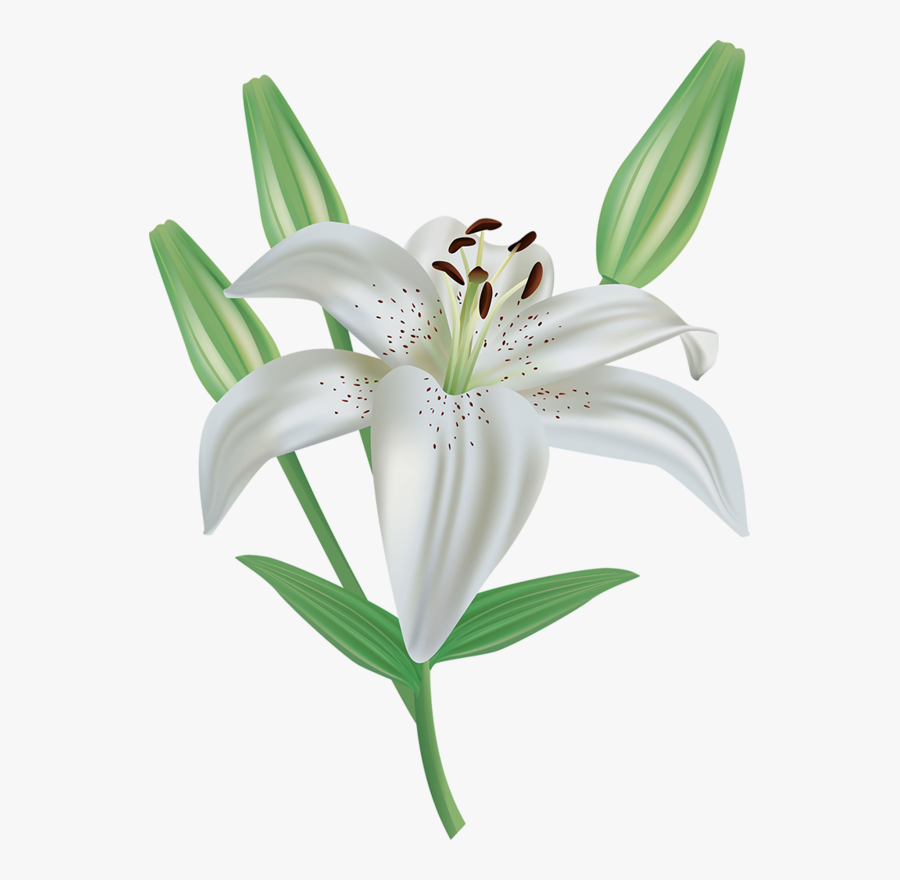 Easter Lily Png - Transparent Easter Lily Clipart, Transparent Clipart