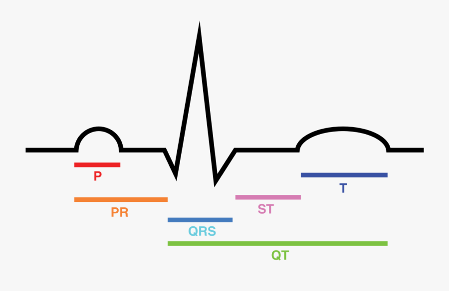Conducting System Of The Heart Ekg, Transparent Clipart