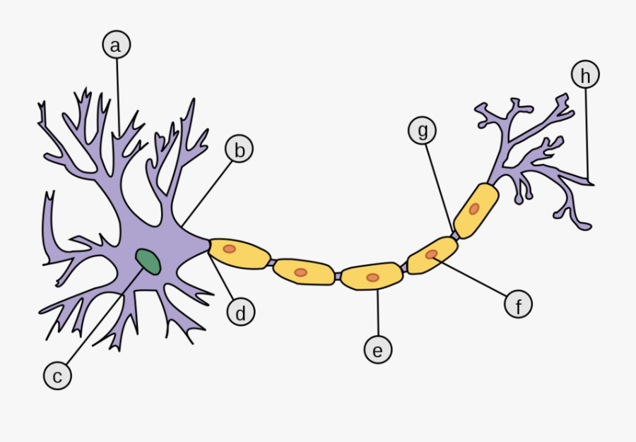 Neuron Psychology, Transparent Clipart